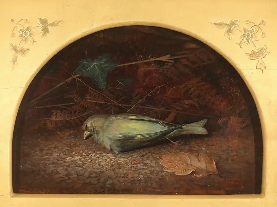 A Dead Linnet